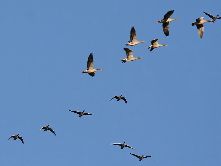 �n�C�C���K���̓n��