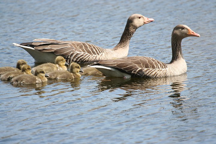 �n�C�C���K���̐e�q