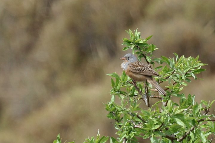 �m�h�A�J�z�I�W���́�