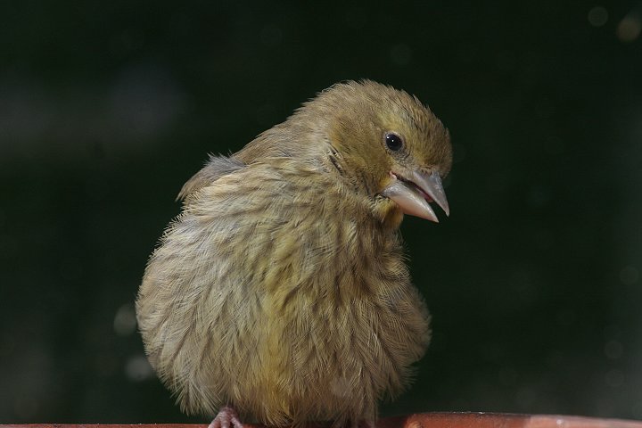 �A�I�J�����q���̗c��