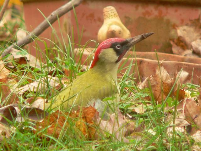 ���[���b�p�A�I�Q���i���̐����j