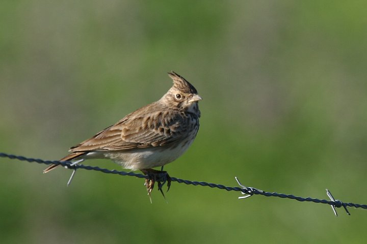 �J�������q�o��