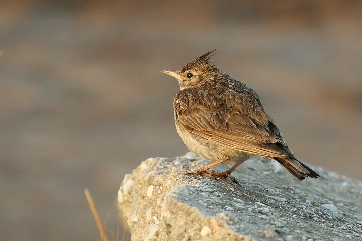 �J�������q�o��