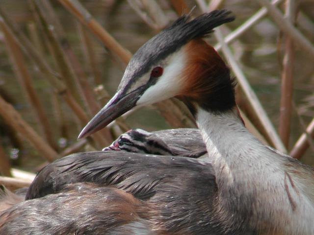 �J�������J�C�c�u���̐e�q