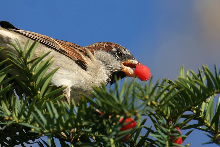 �C�G�X�Y���́�