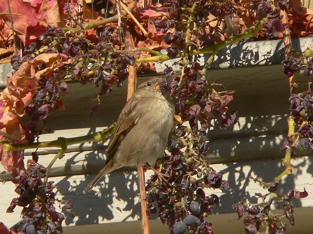 �C�G�X�Y���́�