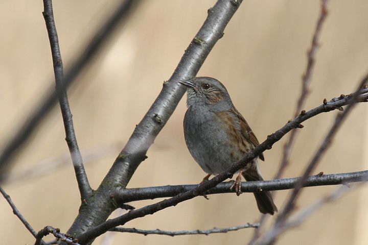 ���[���b�p�J���N�O��