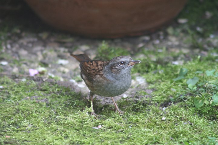 ���[���b�p�J���N�O���i�����j