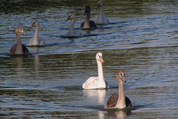 �R�u�n�N�`���E�̗c��