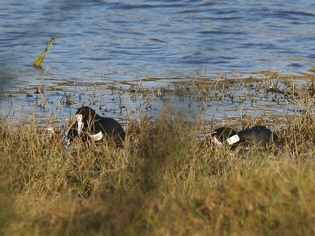 �A�t���J�I�I�o��