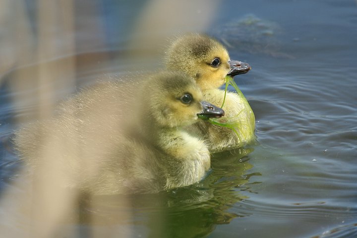 �J�i�_�K���̃q�i