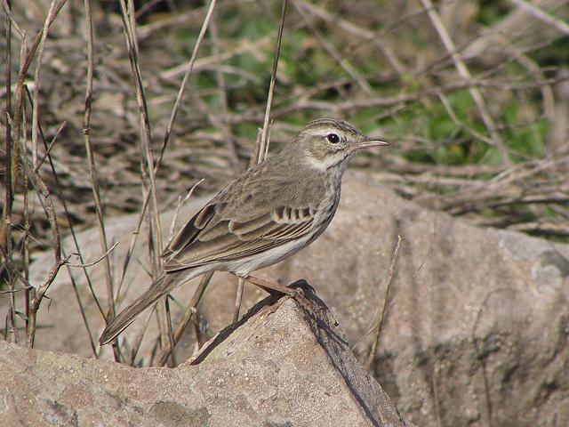 �J�i���[�^�q�o��