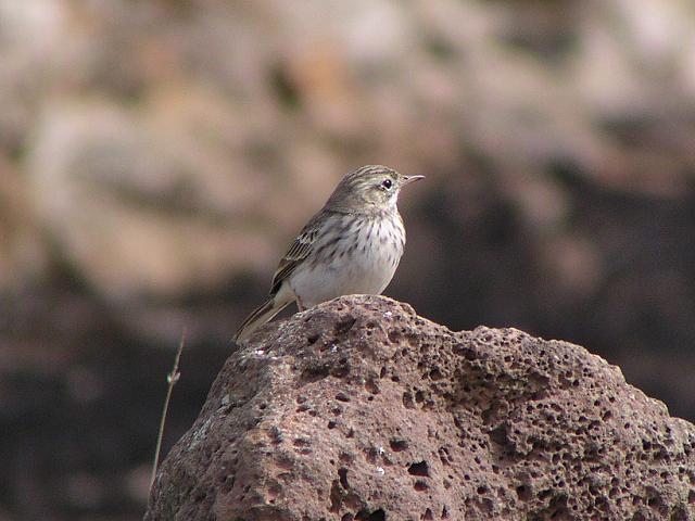 �J�i���[�^�q�o��