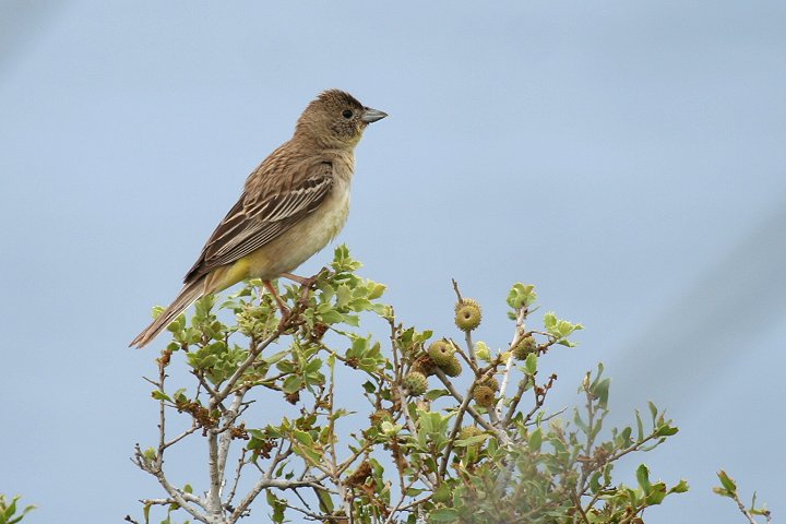 �Y�O���`���L���`���E�̗c���܂��́��H