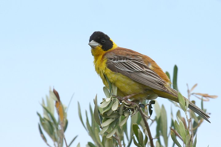 �Y�O���`���L���`���E�́�