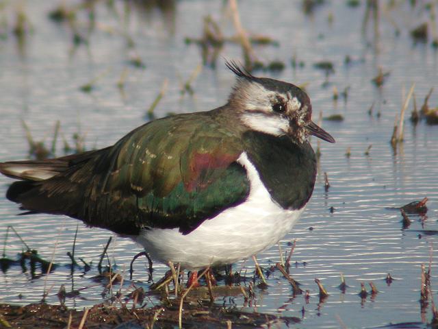 �^�Q���i�ᒹ�j