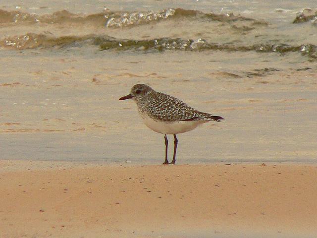 �_�C�[���i�~�H�j