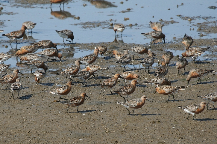 �R�I�o�V�M�i�ɐB�H�j