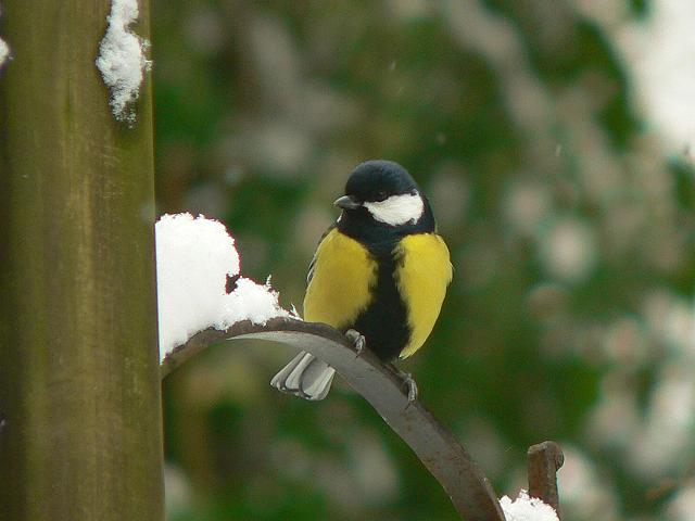 �V�W���E�J���i���j