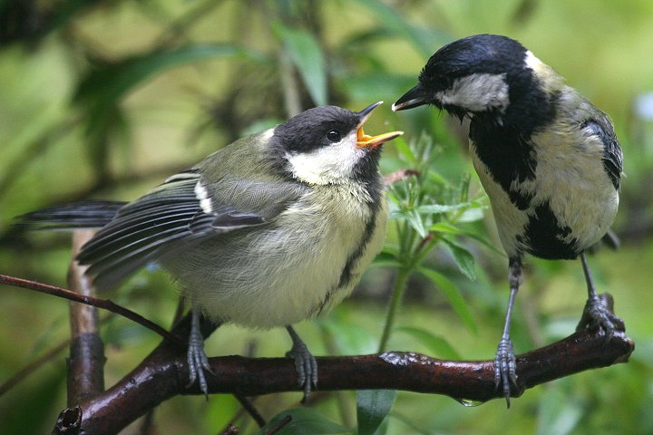 �V�W���E�J���̐e�q