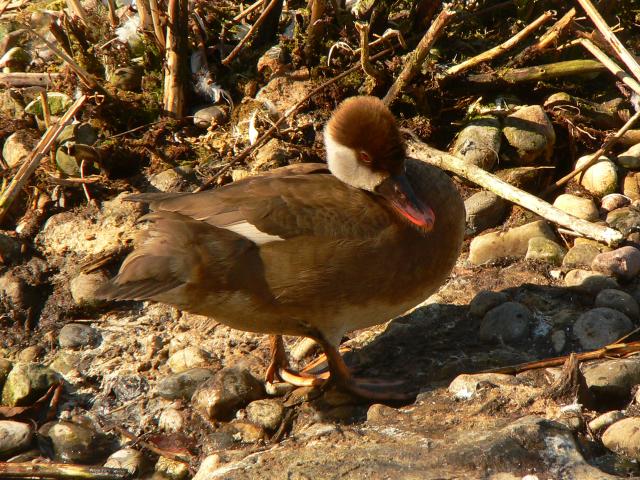 �A�J�n�V�n�W��