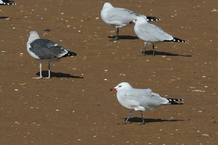 �A�J�n�V�J����