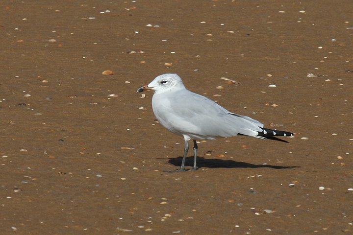 �A�J�n�V�J����