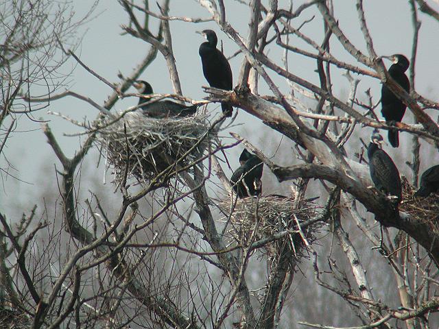 �J���E�̉c���R���j�[