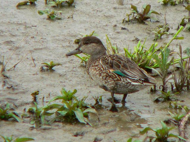 �R�K���́�