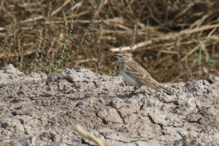 �q���R�E�e���V