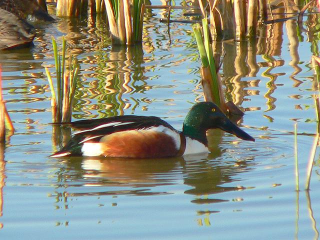 �n�V�r���K��