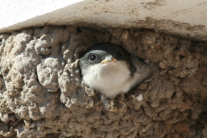 �C���c�o���̐Ԃ����