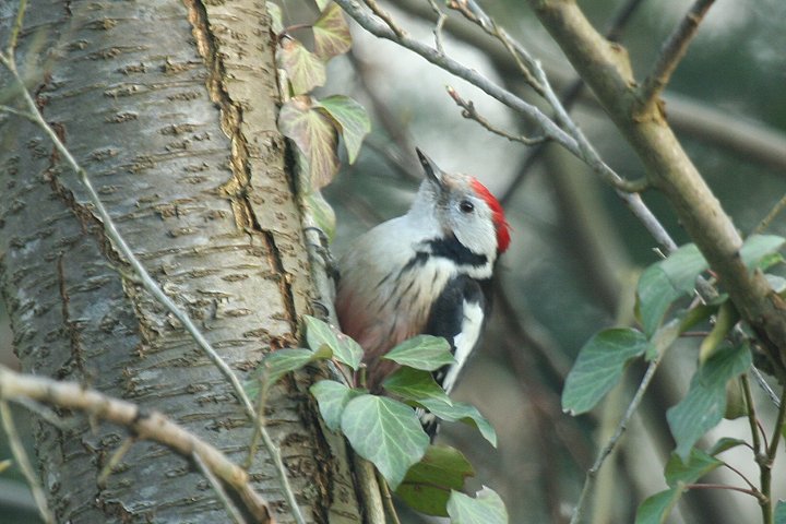 �q���A�J�Q��