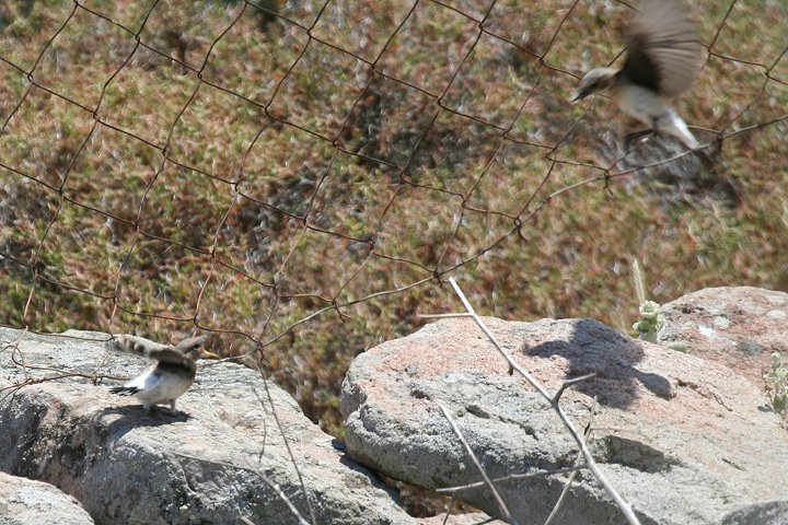 �J�I�O���T�o�N�q�^�L�́��ƃq�i