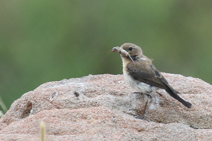 �J�I�O���T�o�N�q�^�L�́�