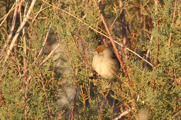 �Y�O�����V�N�C�́��܂��͗c��