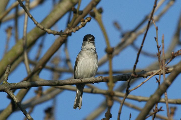 �Y�O�����V�N�C�́�