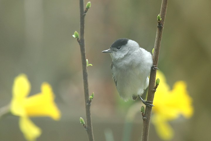 �Y�O�����V�N�C�́�