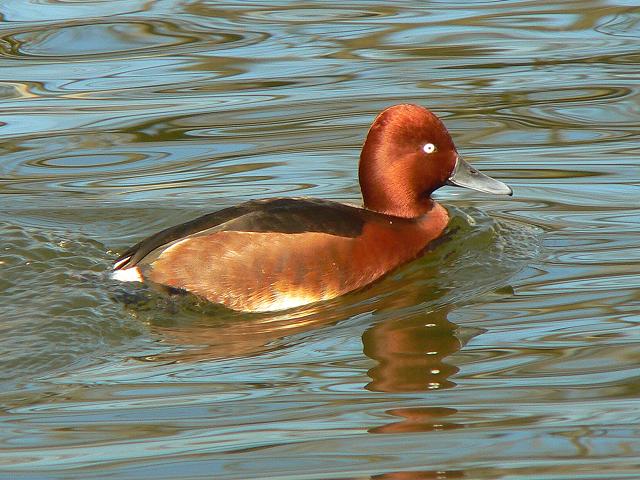 ���W���K��