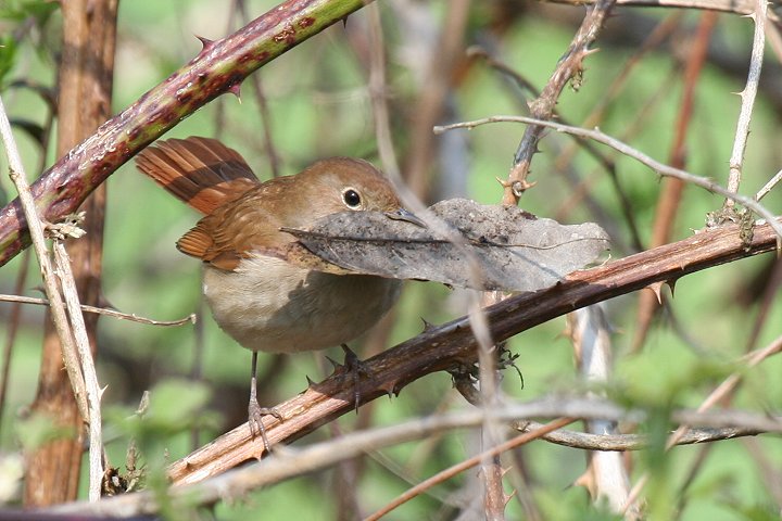 �i�C�`���Q�[���́�