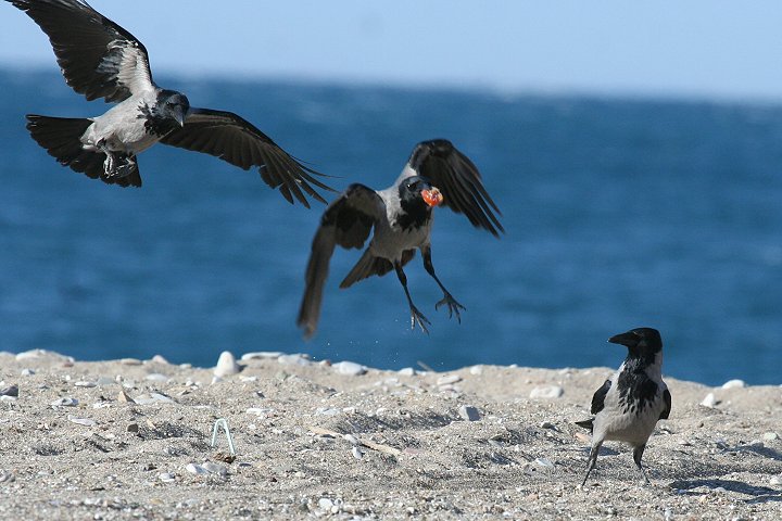 �Y�L���K���X