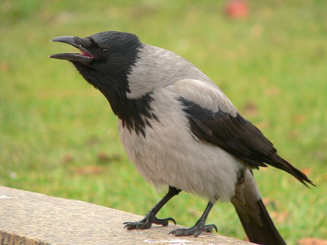 �Y�L���K���X