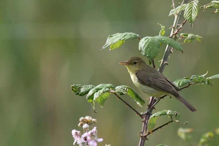 �E�^�C���V�N�C