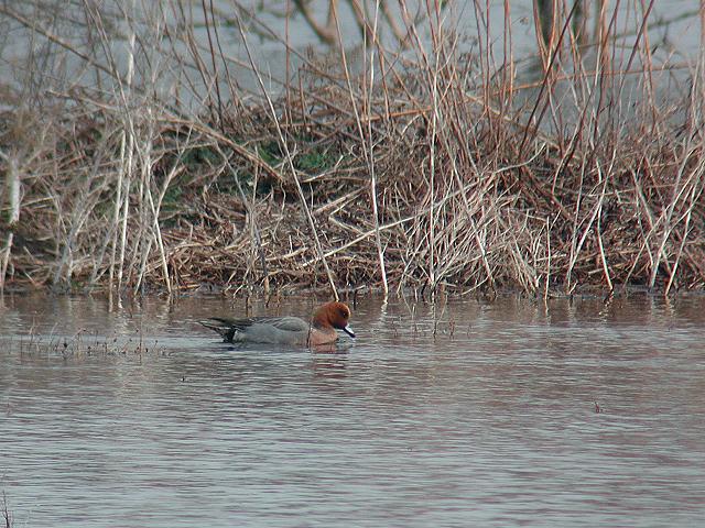 �q�h���K��