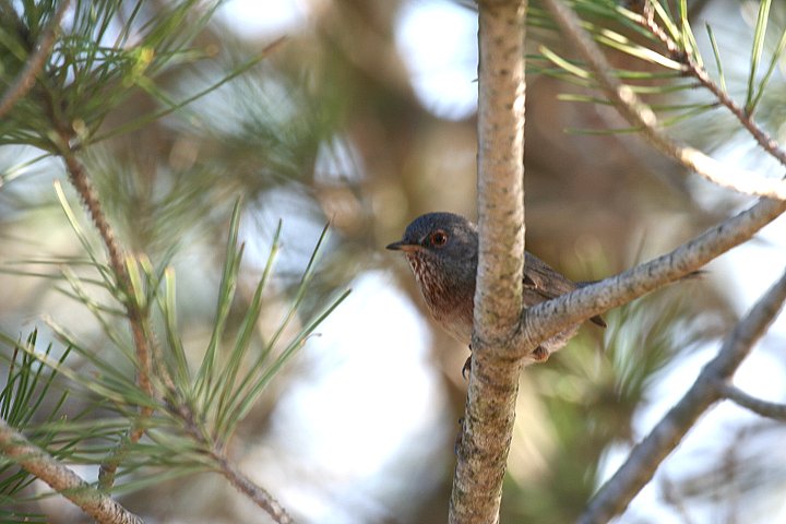 �I�i�K���V�N�C