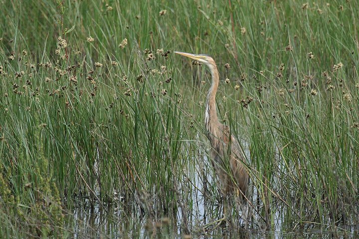 �����T�L�T�M