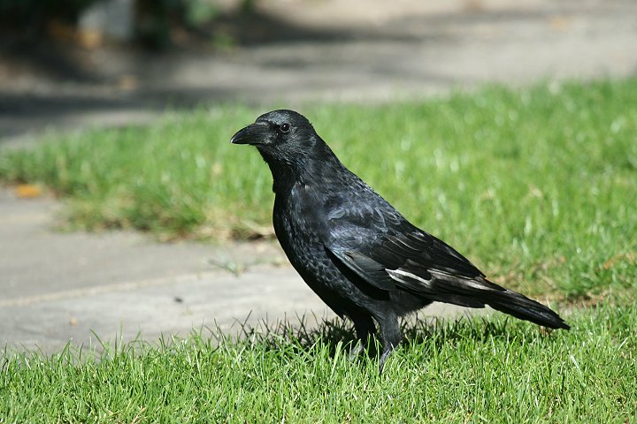 �n�V�{�\�K���X