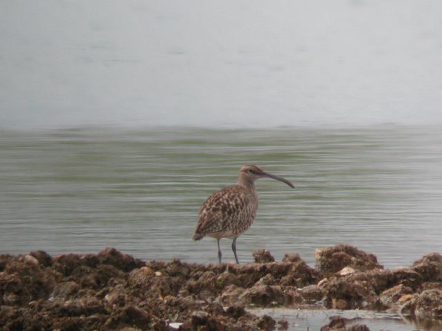 �`���E�V���N�V�M