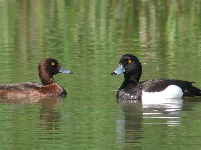 �L���N���n�W���̂���