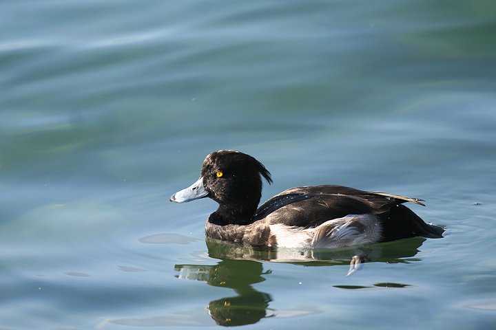 �L���N���n�W���̃I�X